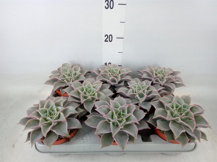 <h4>Echeveria   ...</h4>