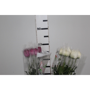 ANASTASIA VARIADA 080 CM VARIADA