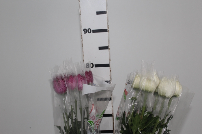 <h4>ANASTASIA VARIADA 080 CM VARIADA</h4>