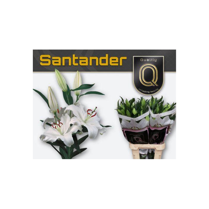 <h4>Li Or Santander</h4>