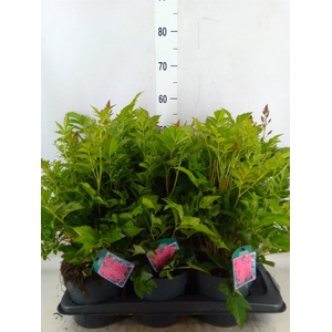 Astilbe japonica 'Henry Noblett'