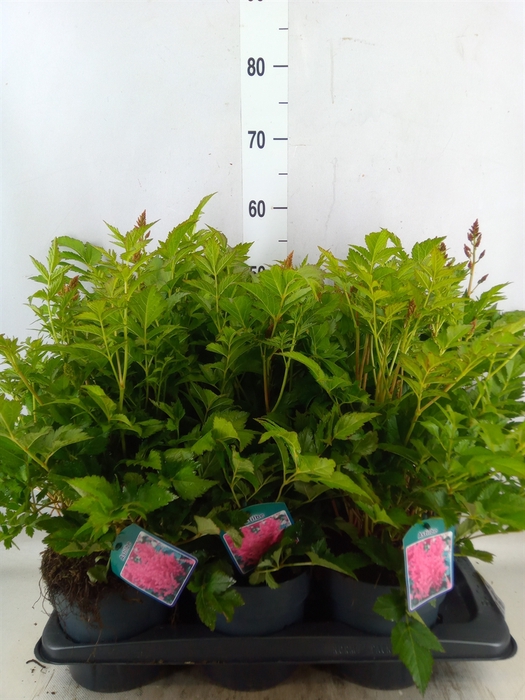 <h4>Astilbe japonica 'Henry Noblett'</h4>