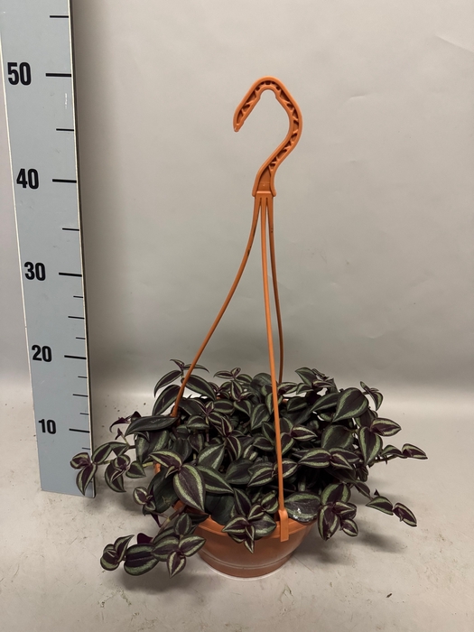 Indoor 21cm hangpot Tradescantia Zebrina