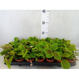 Pilea mollis 'Moon Valley'