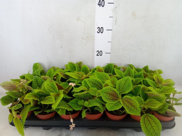 <h4>Pilea mollis 'Moon Valley'</h4>