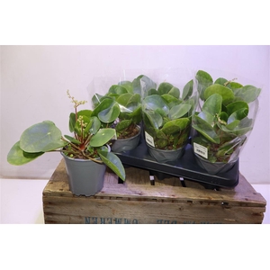 Pilea Peperomioides