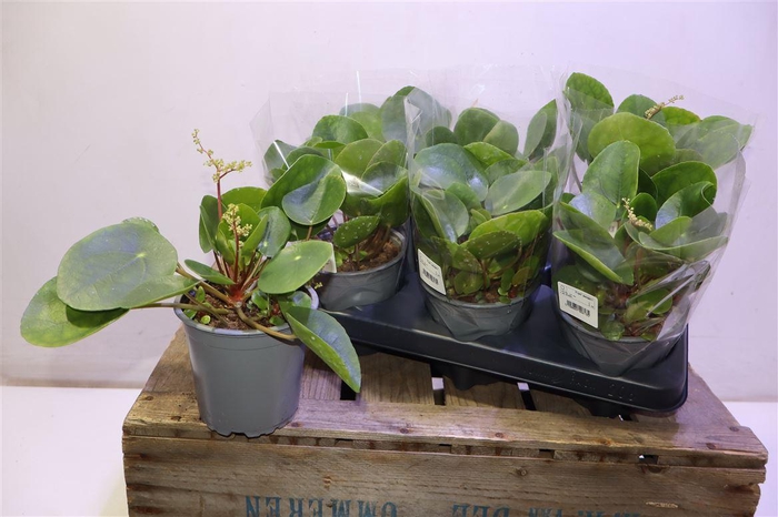 <h4>arr8 Pilea Peperomioides</h4>