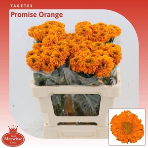 Tagetes (Erecta Grp) Promise Orange