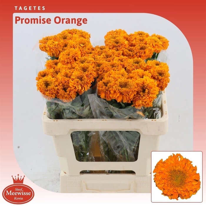 <h4>Tagetes (Erecta Grp) Promise Orange</h4>