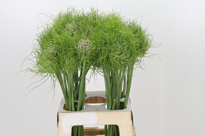 <h4>Allium Catweazle</h4>