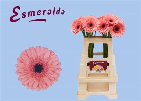 <h4>Ge Gr Scala</h4>