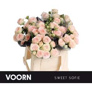 Rosa spray sweet sofie
