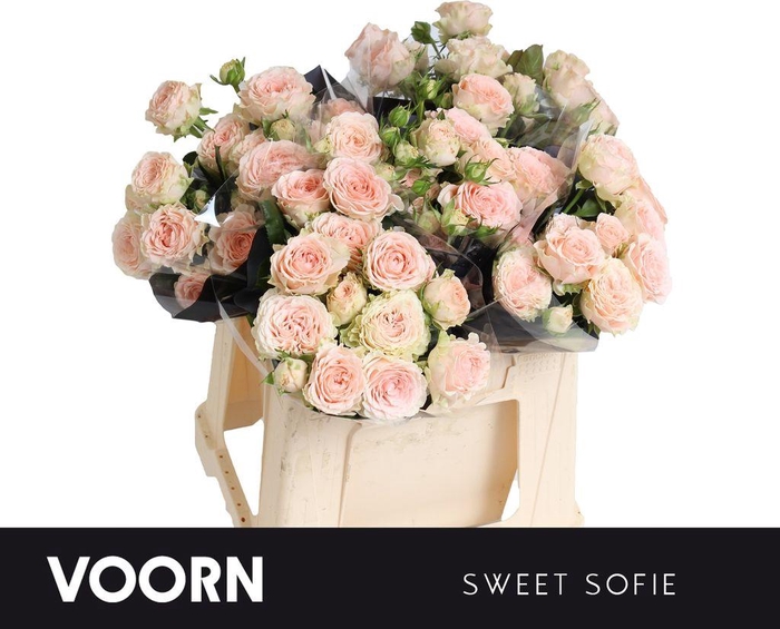 <h4>Rosa spray sweet sofie</h4>