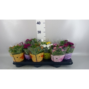 Chrysanthemum 'Swifty' ...mix
