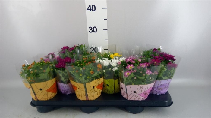 <h4>Chrysanthemum  'Swifty'  ...mix</h4>