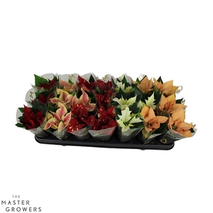 Poinsettia Mix 6cm met Hoes