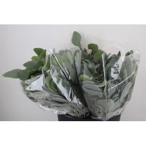Euca Populus Short 150gr P Bunch