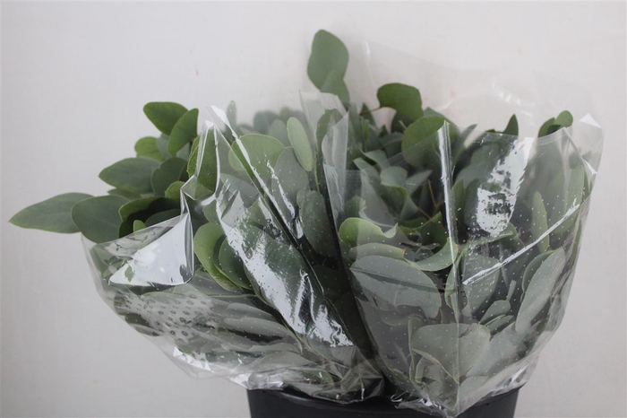 <h4>Euca Populus Short 150gr P Bunch</h4>