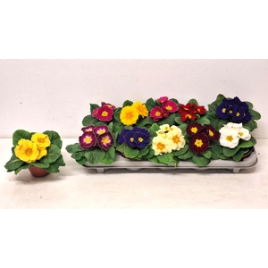 PRIM AC PARADISO GEM