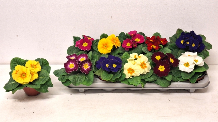 <h4>PRIM AC PARADISO GEM</h4>