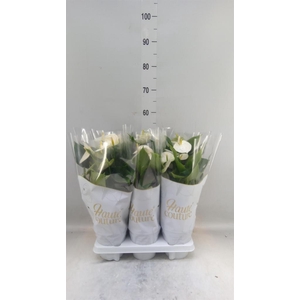 Anthurium andr. 'Cocos'