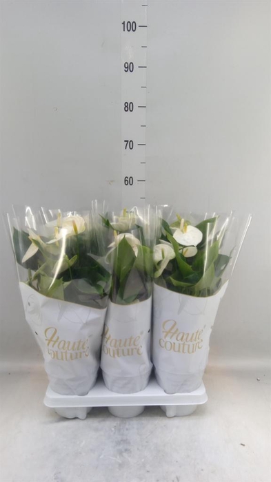 <h4>Anthurium andr. 'Cocos'</h4>