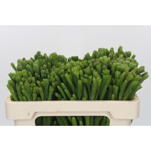 Kaaps Groen Albigreen