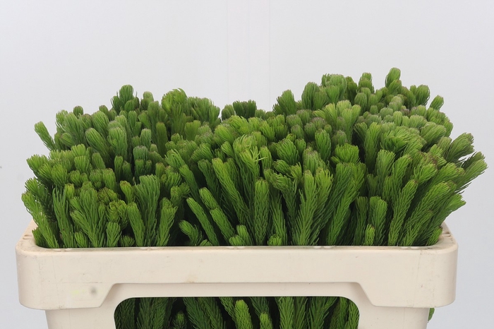 <h4>Kaaps Groen Albigreen</h4>