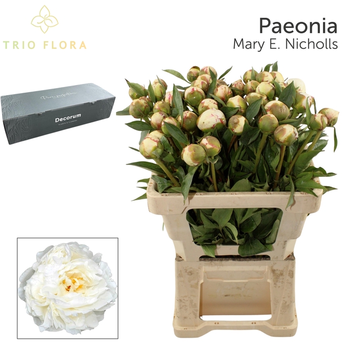 <h4>PAEO L MARY NICHOLLS Big Box 80</h4>