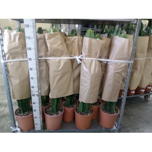 Euphorbia candelabrum