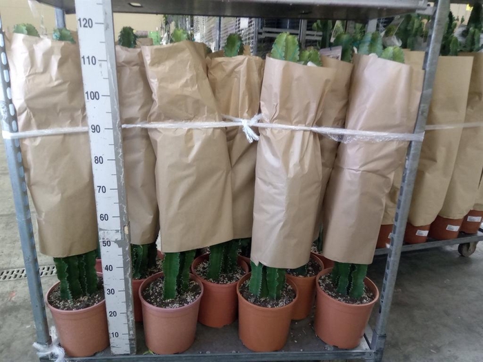 <h4>Euphorbia candelabrum</h4>