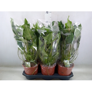Philodendron  'Xanadu'