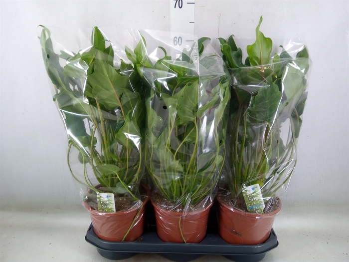 <h4>Philodendron  'Xanadu'</h4>
