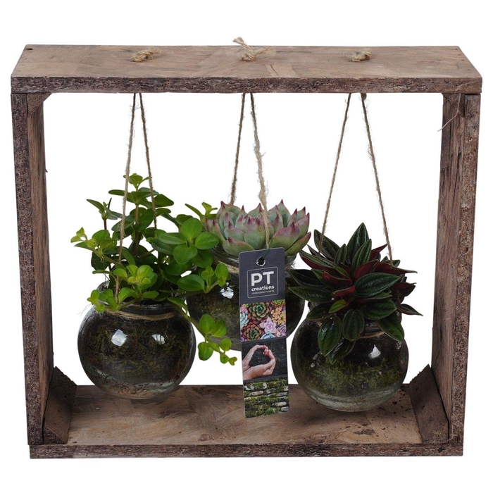 <h4>PTGIG2130 Arrangement Greens in glass in glazen bol met houten rek</h4>
