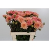 Dahlia Henriette
