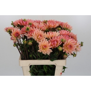 Dahlia Henriette