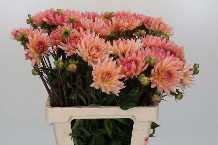 Dahlia Henriette