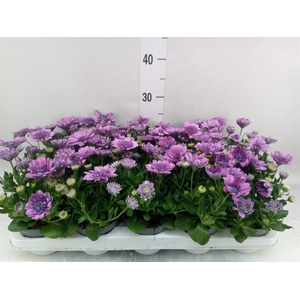 Osteospermum  '3D Pink'
