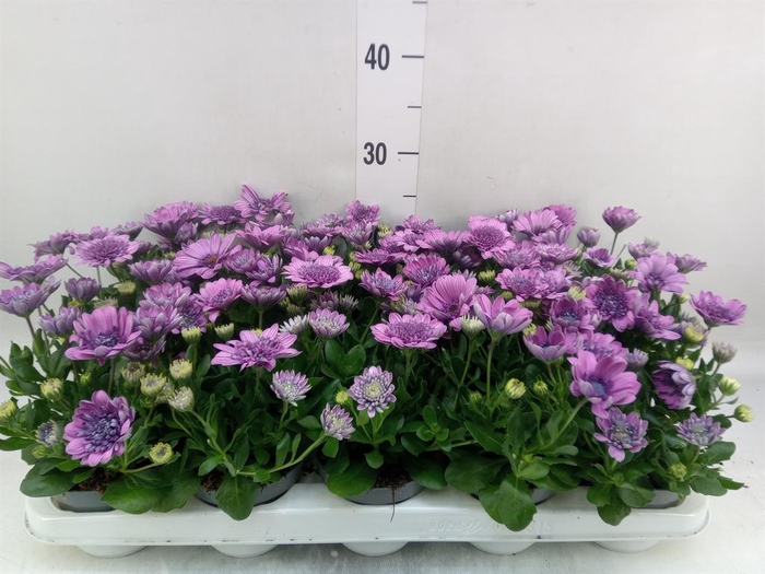 <h4>Osteospermum '3D Pink'</h4>