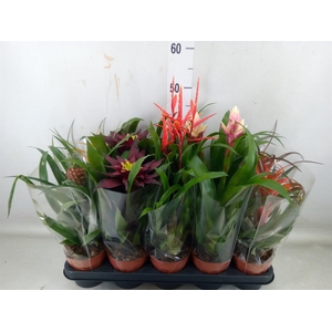Bromelia   ...mix