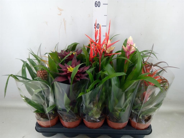 <h4>Bromelia   ...mix</h4>