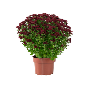 CRISANTEMO BOLA BELGA JASODA P20 VERMELHO