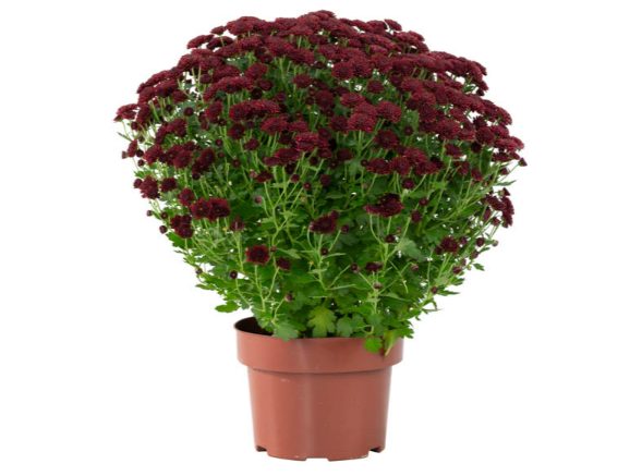 <h4>CRISANTEMO BOLA BELGA JASODA P20 VERMELHO</h4>