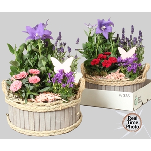 ARR TUINPLANTEN