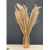 CORTADERIA OV