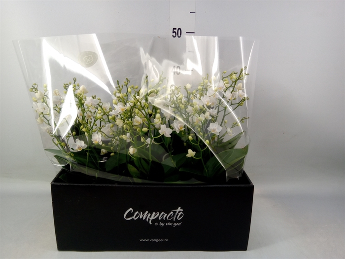 <h4>Phalaenopsis multi. 'Cream Punch'</h4>
