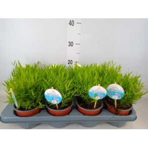 Pogonatherum  'Monica'