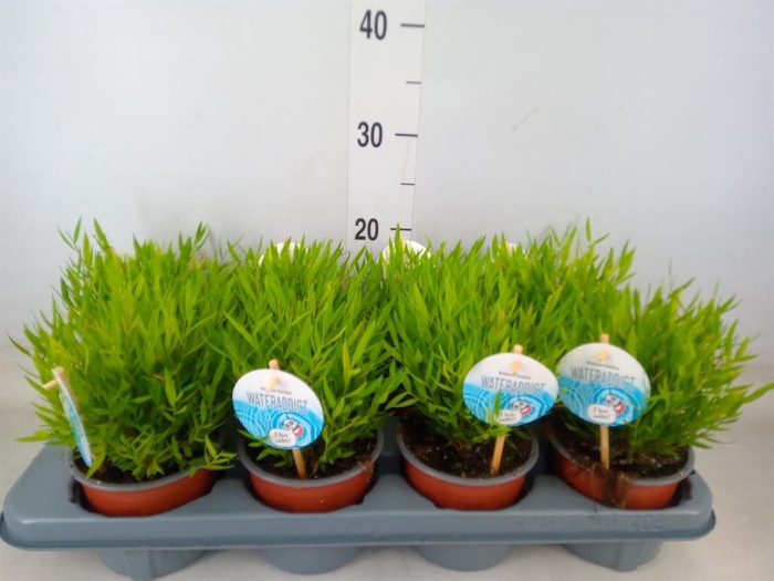 <h4>Pogonatherum  'Monica'</h4>