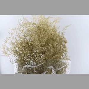 Asparagus Wilde Gold