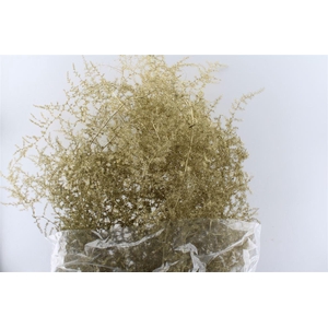 Asparagus Wilde Gold